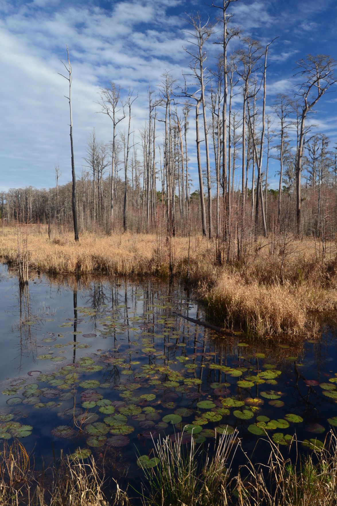 groton wetlands